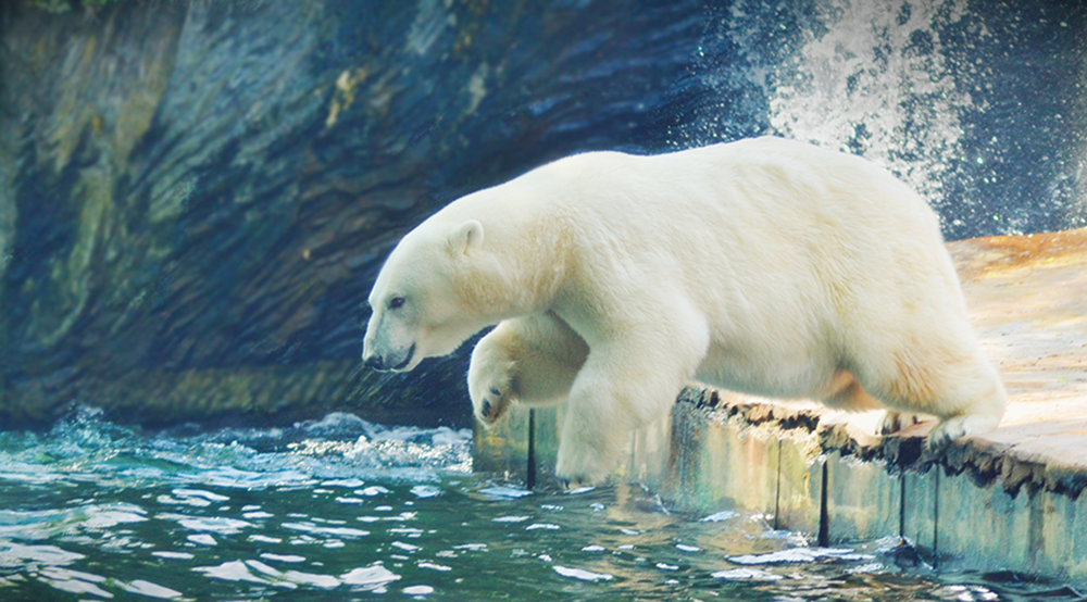 The Polar Bear: The Painting That Started Everything