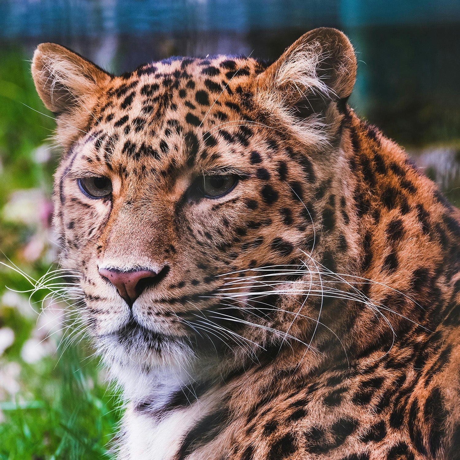 The Amur Leopard: The Ghost That Is Almost Gone