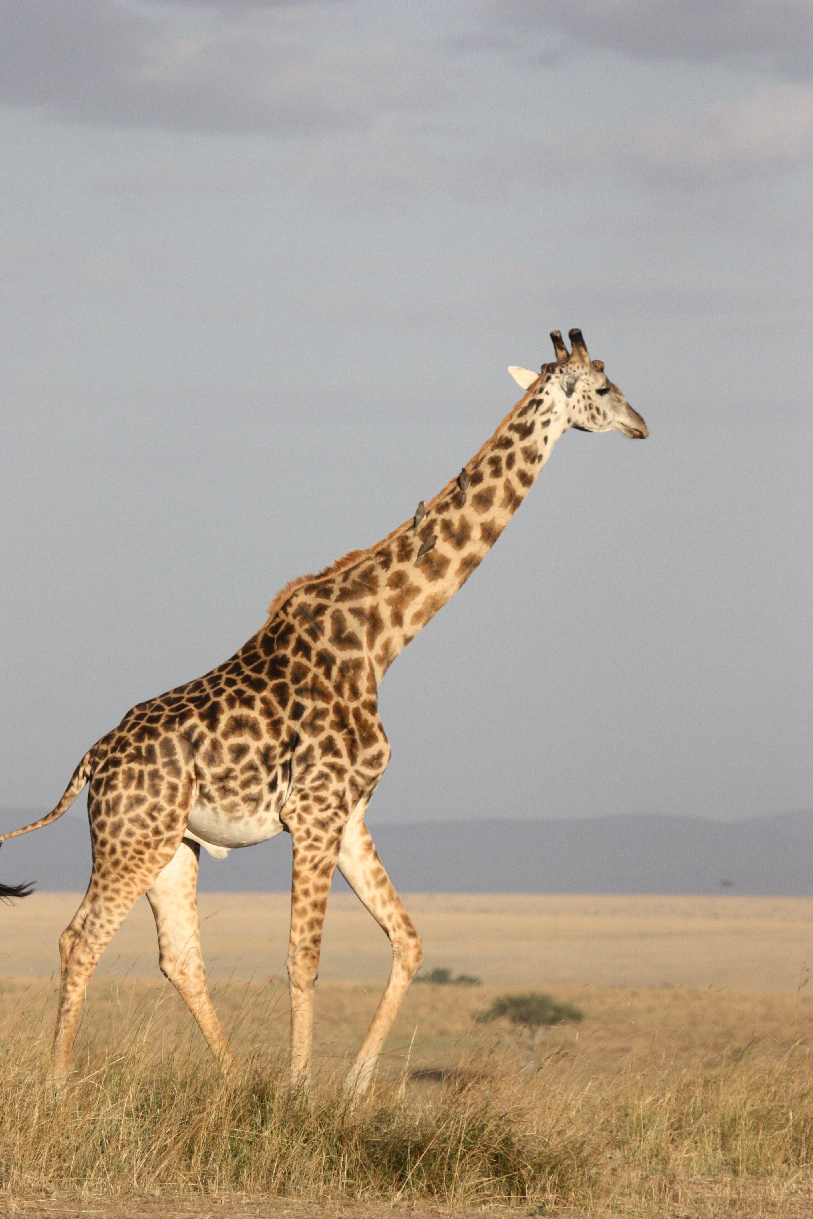 Spotlight on the Endangered: The Giraffe
