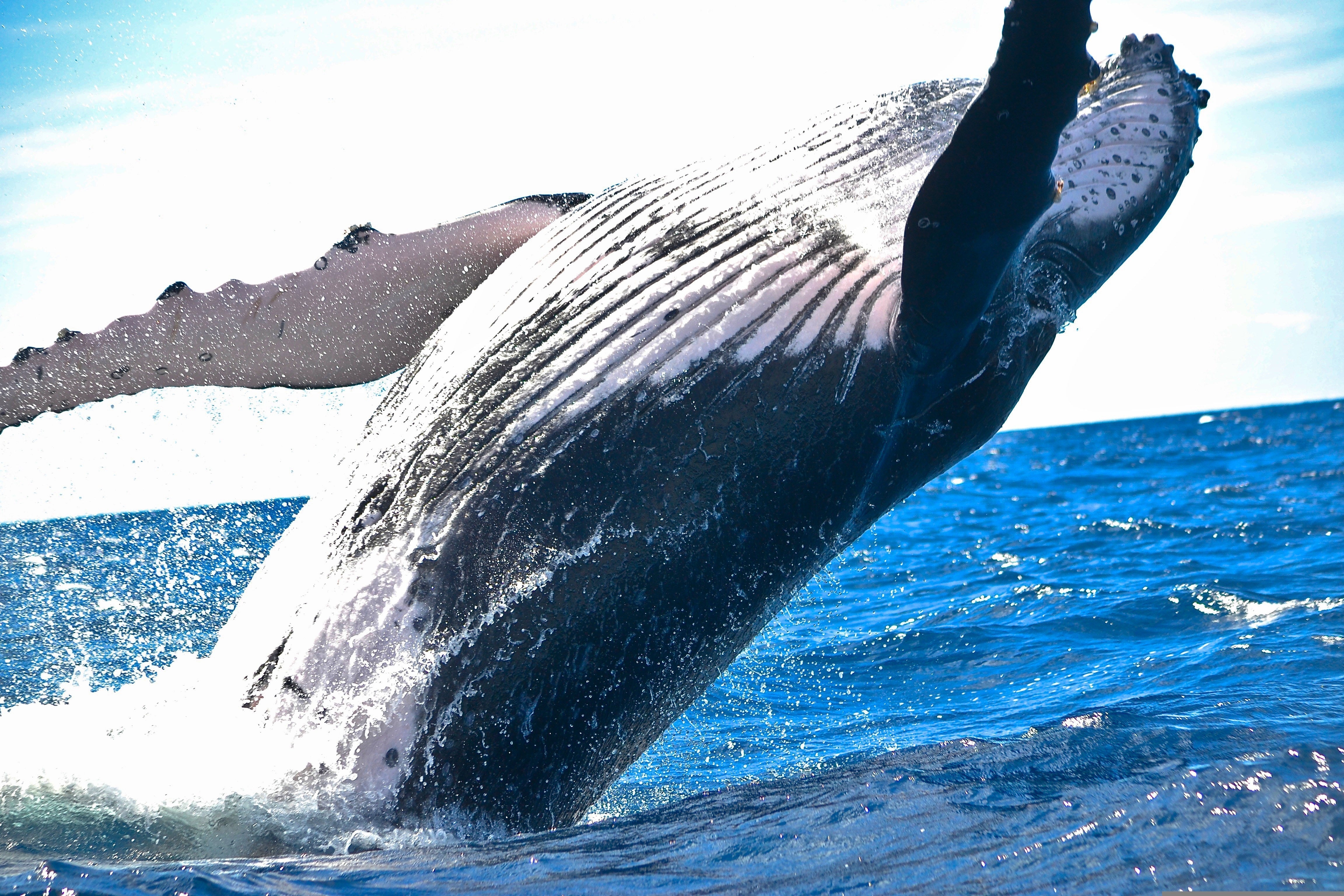 The Breach — Why the Humpback Whale Stops Us Cold