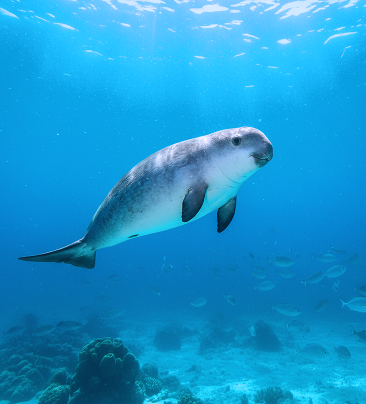 The Vaquita: The World's Most Endangered Animal You've Never Heard Of